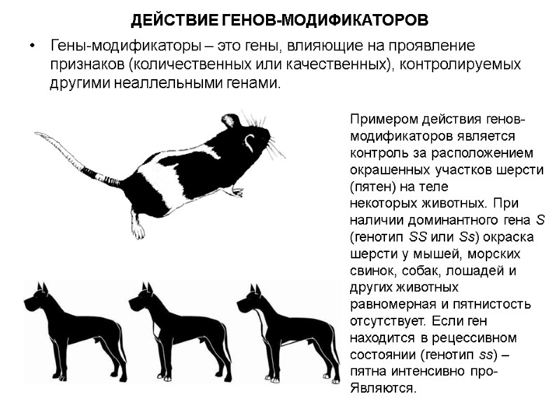 Гены-модификаторы – это гены, влияющие на проявление признаков (количественных или качественных), контролируемых другими неаллельными